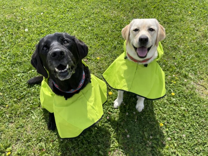 ワンちゃんと泊まれる宿がDOGフォトコンテスト開催＜2023年7月31日まで＞雨の日の楽しさをお届けのメイン画像