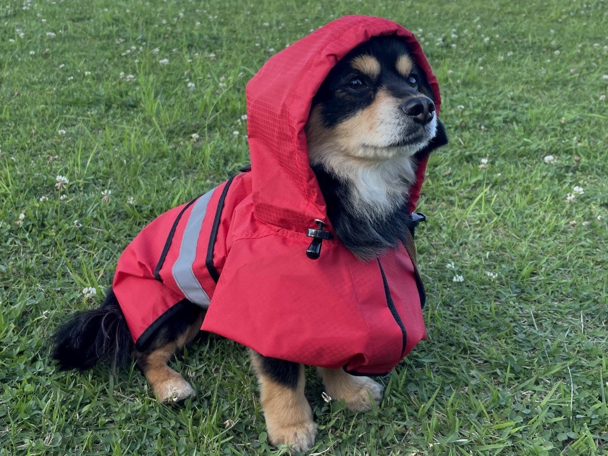 ワンちゃんと泊まれる宿がDOGフォトコンテスト開催＜2023年7月31日まで＞雨の日の楽しさをお届けのサブ画像2