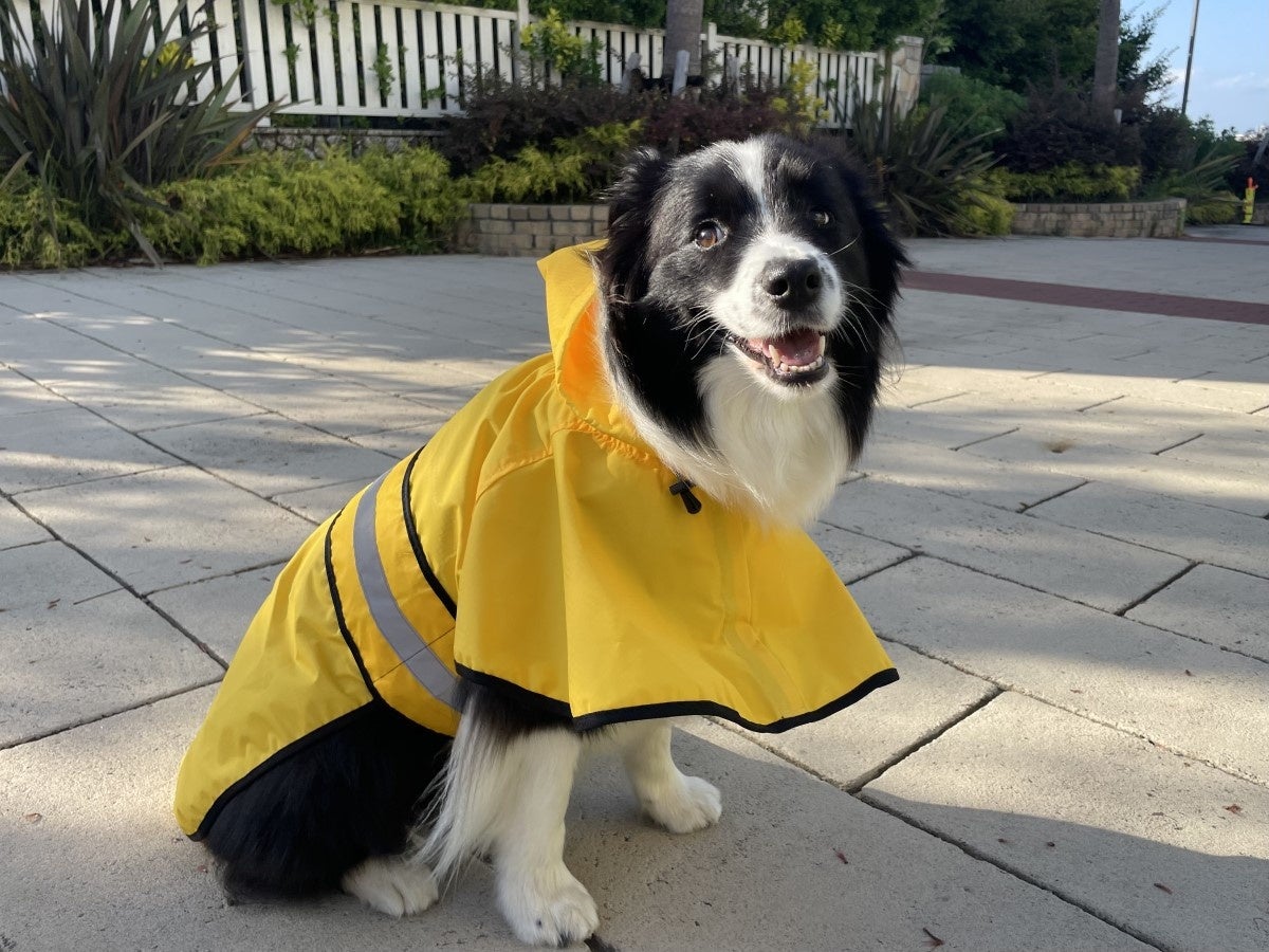 ワンちゃんと泊まれる宿がDOGフォトコンテスト開催＜2023年7月31日まで＞雨の日の楽しさをお届けのサブ画像4_レインコートで雨の日のお散歩を愉しめます