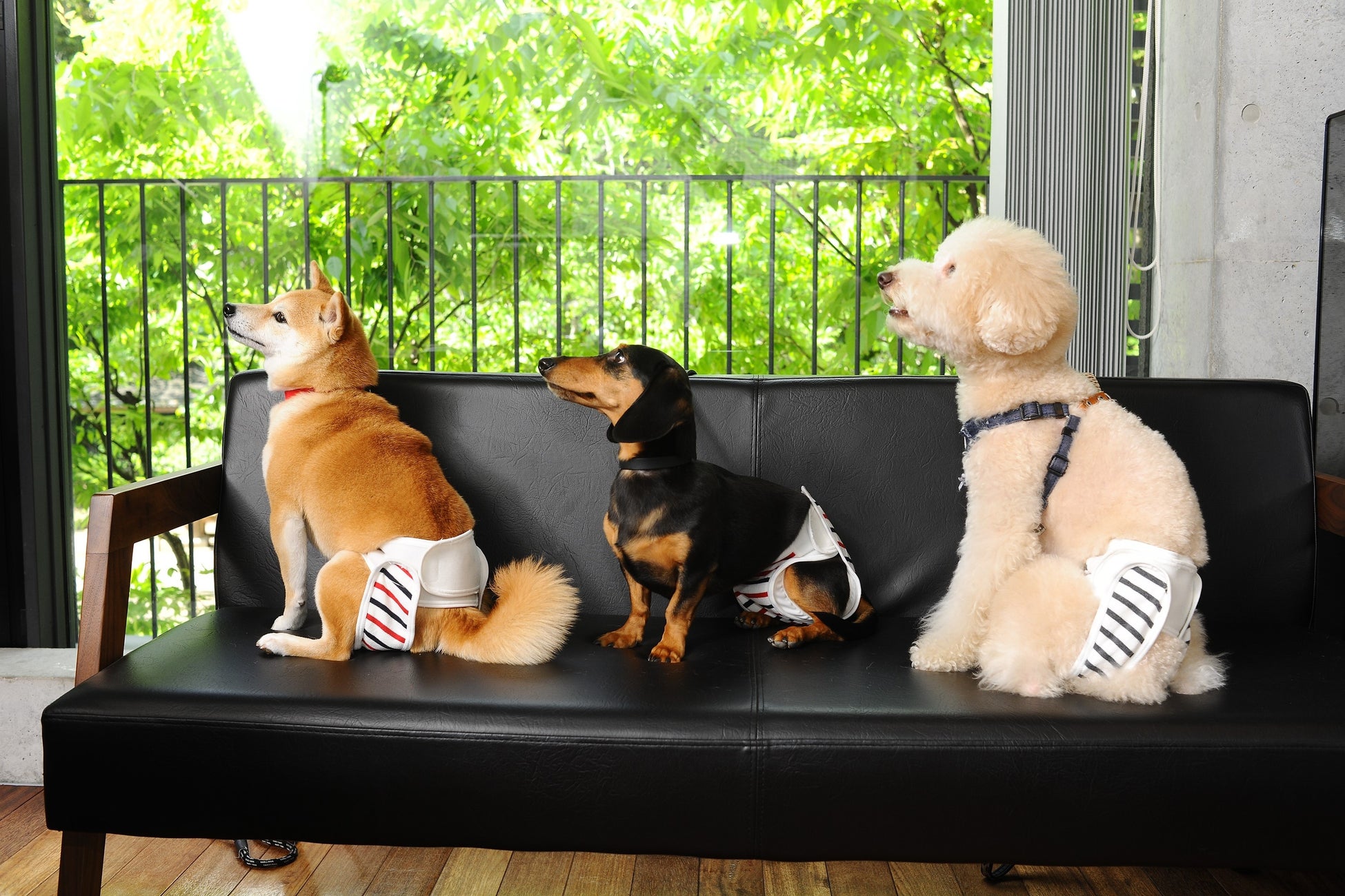 【犬用布おむつ】おむつが苦手でも立ったまま簡単着脱！肌に優しくズレにくい布おむつを新開発。「omuwan（おむわん）」クラウドファンディング開始のサブ画像1_着用イメージ（左から豆柴、ミニチュアダックスフンド、MIX〈マルチーズ×プードル〉）※すべて同じサイズを着用