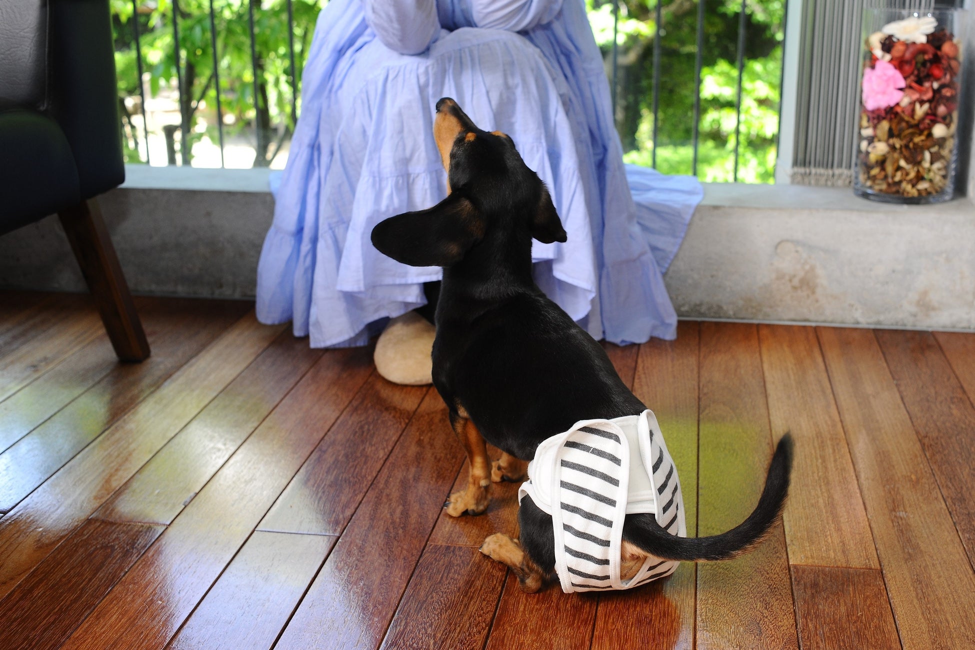 【犬用布おむつ】おむつが苦手でも立ったまま簡単着脱！肌に優しくズレにくい布おむつを新開発。「omuwan（おむわん）」クラウドファンディング開始のサブ画像11_着用イメージ（ミニチュアダックスフンド）
