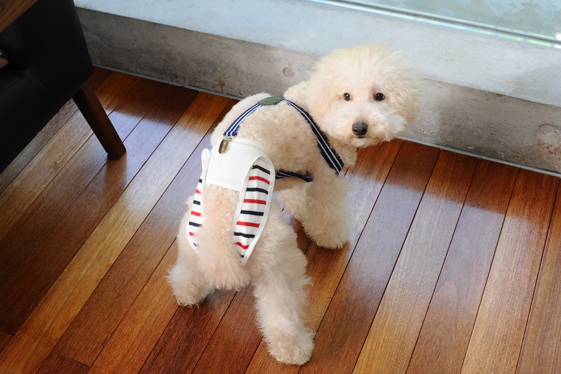 【犬用布おむつ】おむつが苦手でも立ったまま簡単着脱！肌に優しくズレにくい布おむつを新開発。「omuwan（おむわん）」クラウドファンディング開始のサブ画像12_ズレが気になる場合はサスペンダーの着用もおすすめ