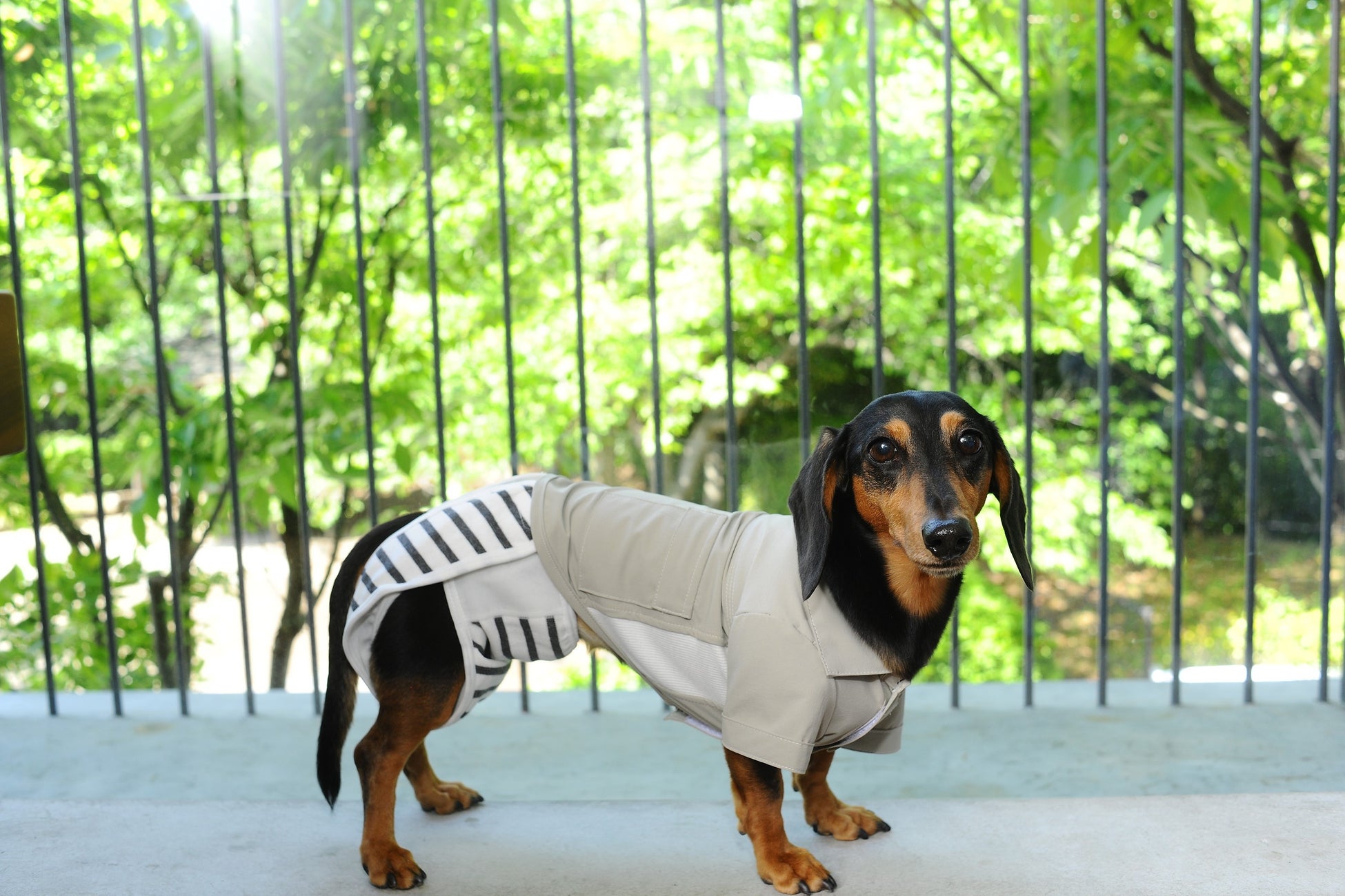 【犬用布おむつ】おむつが苦手でも立ったまま簡単着脱！肌に優しくズレにくい布おむつを新開発。「omuwan（おむわん）」クラウドファンディング開始のサブ画像13_お手持ちのお洋服にマジックテープをつけて固定しても◎
