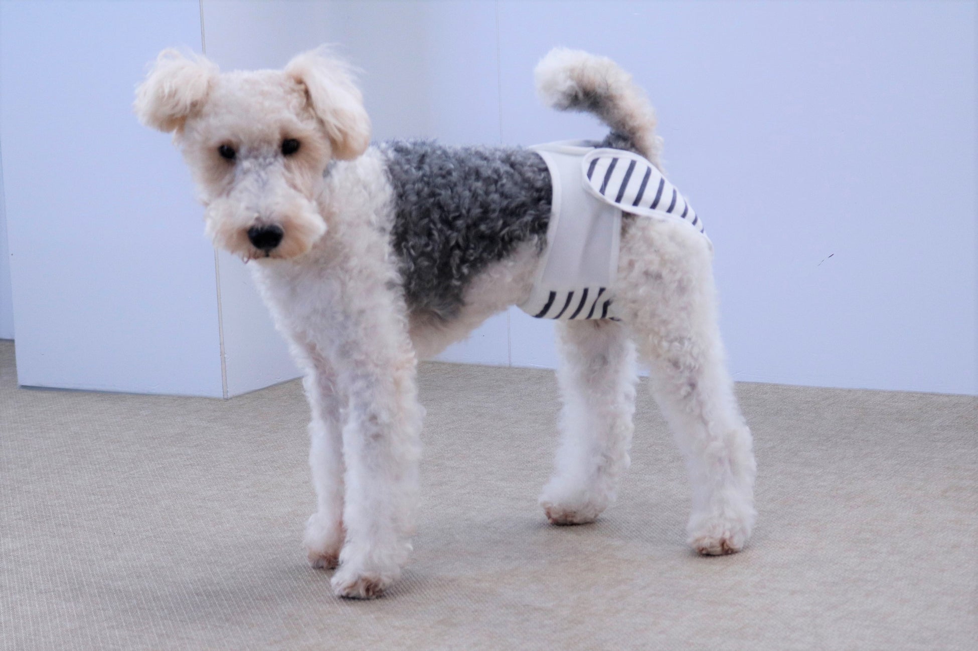 【犬用布おむつ】おむつが苦手でも立ったまま簡単着脱！肌に優しくズレにくい布おむつを新開発。「omuwan（おむわん）」クラウドファンディング開始のサブ画像15_着用イメージ（ワイアーフォックステリア）