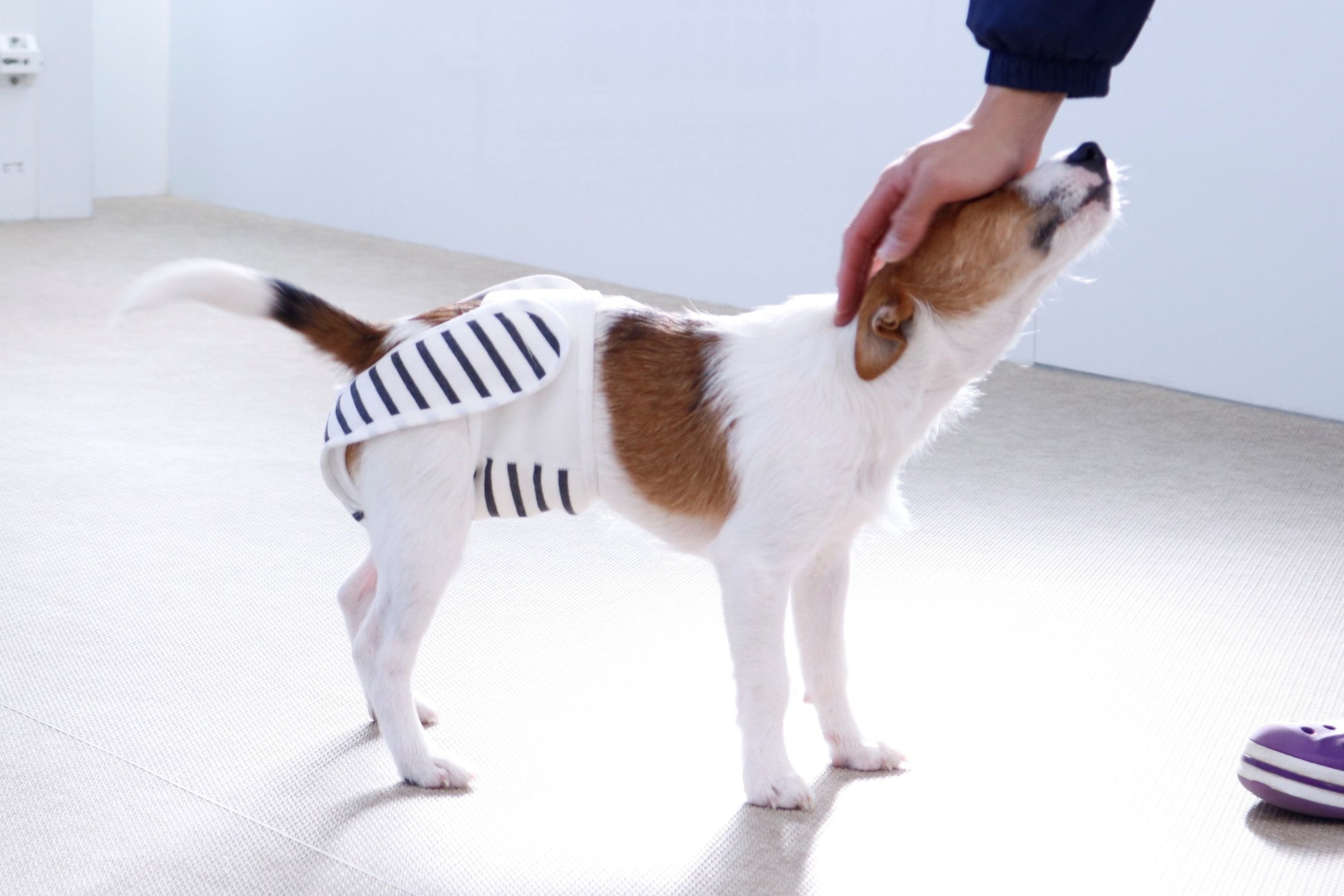 【犬用布おむつ】おむつが苦手でも立ったまま簡単着脱！肌に優しくズレにくい布おむつを新開発。「omuwan（おむわん）」クラウドファンディング開始のサブ画像16_着用イメージ（ジャックラッセルテリア）