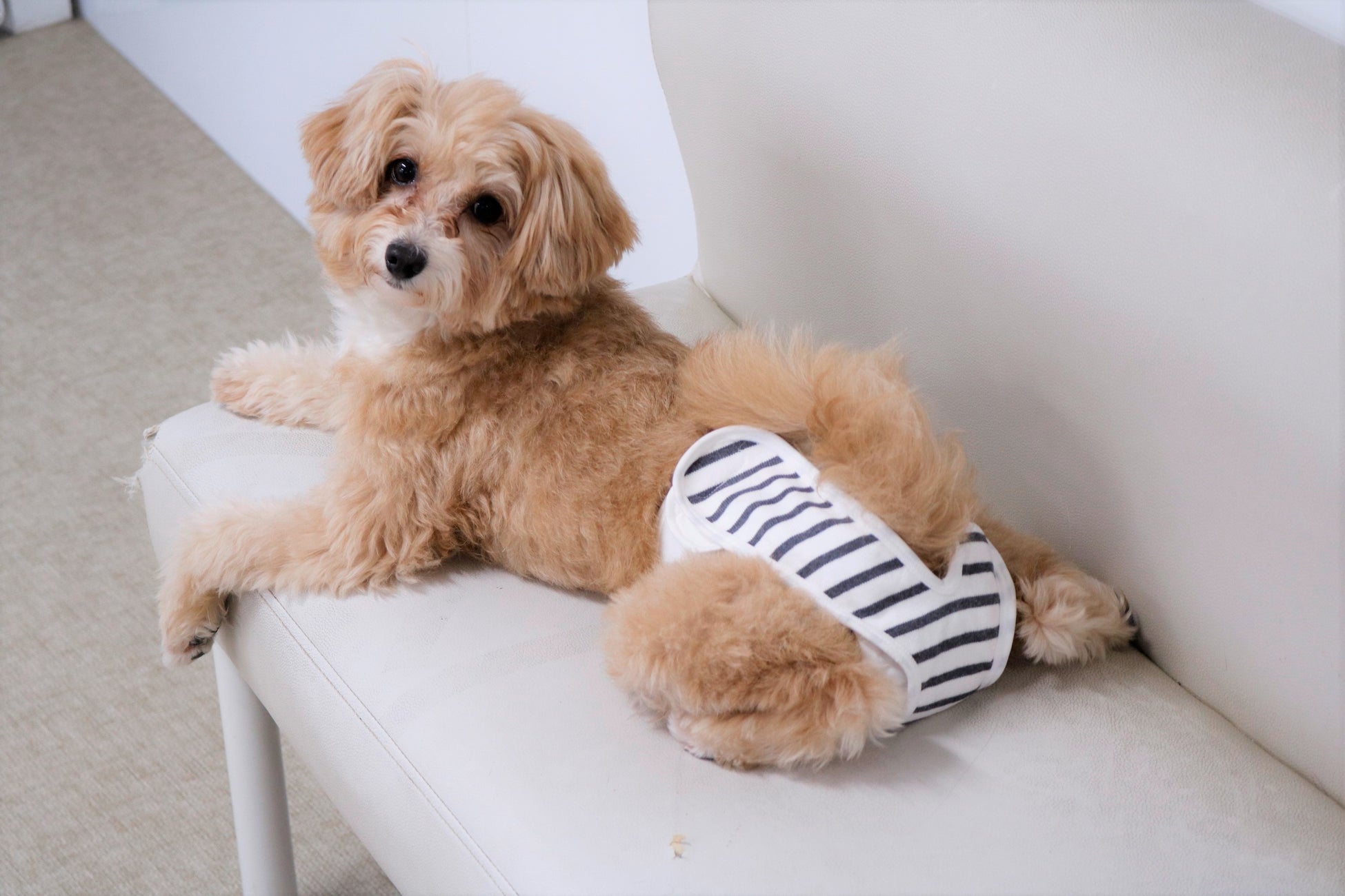 【犬用布おむつ】おむつが苦手でも立ったまま簡単着脱！肌に優しくズレにくい布おむつを新開発。「omuwan（おむわん）」クラウドファンディング開始のサブ画像17_着用イメージ（MIX〈ポメラニアン×プードル〉）
