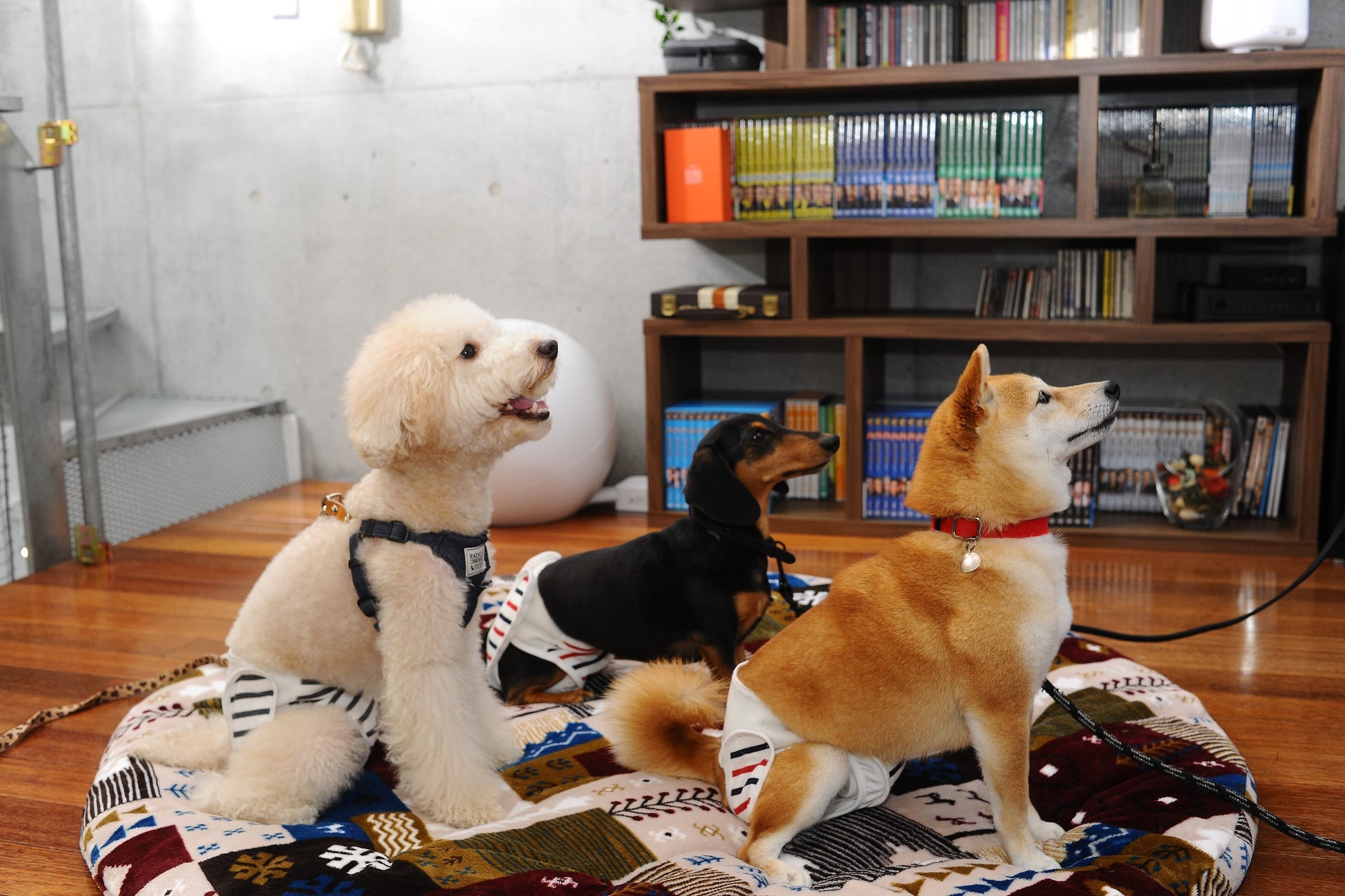 【犬用布おむつ】おむつが苦手でも立ったまま簡単着脱！肌に優しくズレにくい布おむつを新開発。「omuwan（おむわん）」クラウドファンディング開始のサブ画像4_着用イメージ（左からMIX〈マルチーズ×プードル〉、ミニチュアダックスフンド、豆柴）※すべて同じサイズを着用