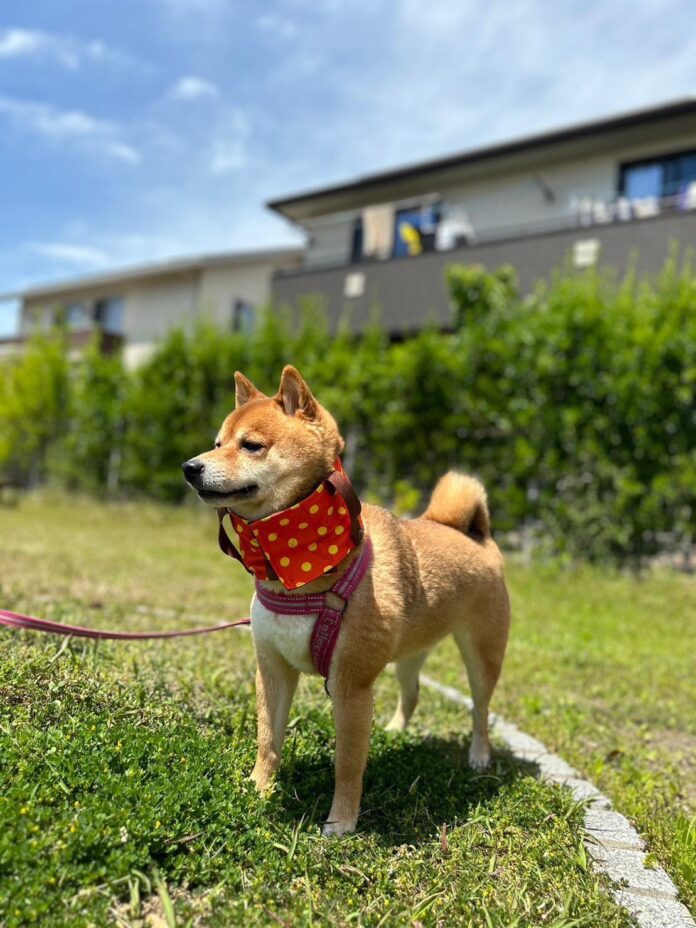 【犬も涼しく快適に】特許技術「驚冷プリント」を採用したワンちゃん専用ネッククーラー「ワンだクール」発売のメイン画像