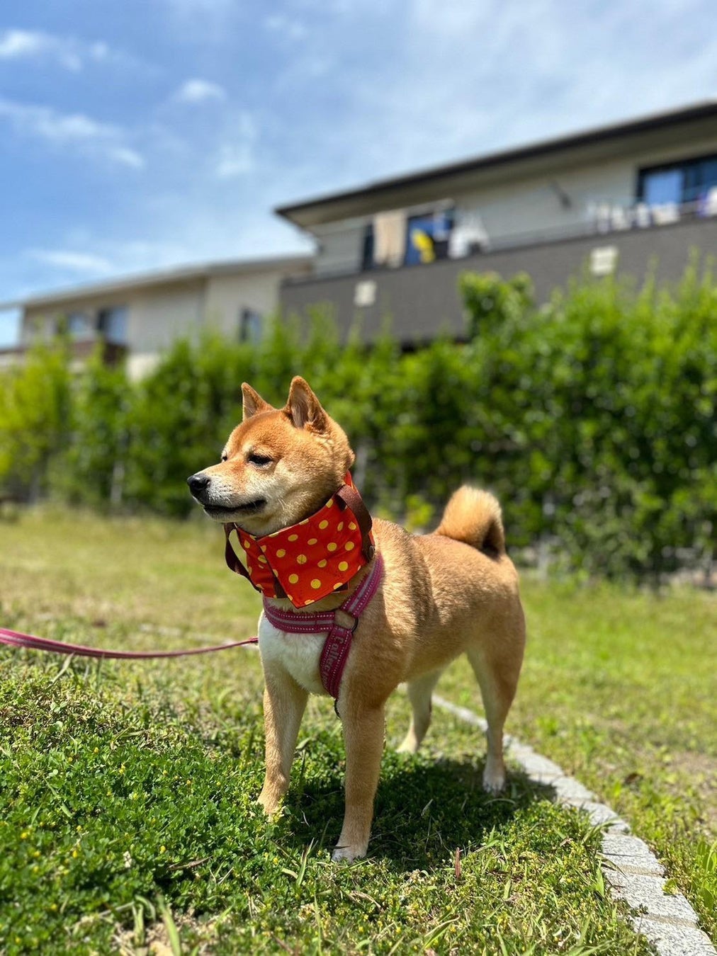 【犬も涼しく快適に】特許技術「驚冷プリント」を採用したワンちゃん専用ネッククーラー「ワンだクール」発売のサブ画像1
