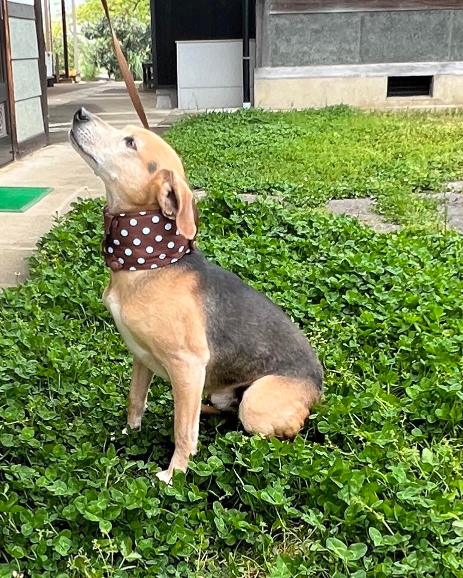 【犬も涼しく快適に】特許技術「驚冷プリント」を採用したワンちゃん専用ネッククーラー「ワンだクール」発売のサブ画像2