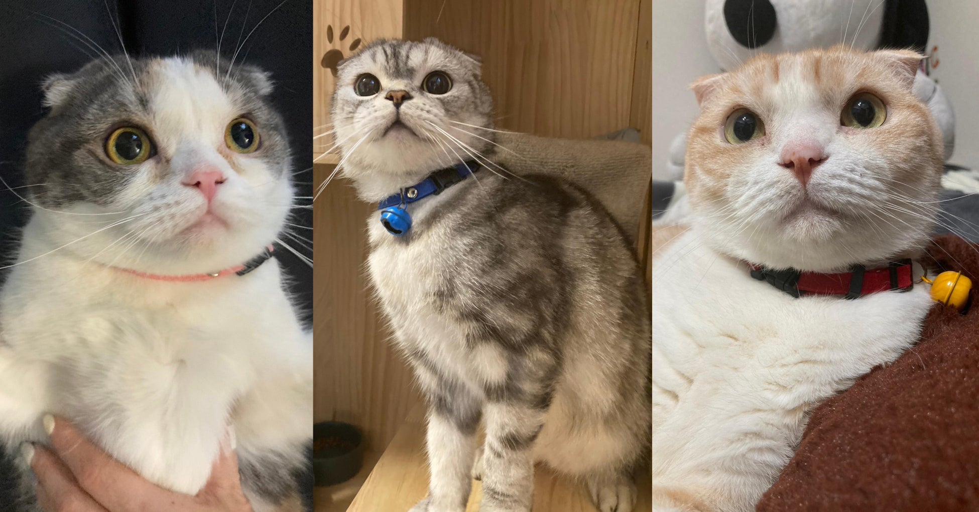 ＜無料美容ペットイベント応募受付開始＞愛犬・愛猫の健康管理アプリ「ペトナビ」が、お世話を頑張る飼い主がペットと楽しむ【うちの子と。】を7月開催！女優の谷花音さんと愛猫３匹もご来場。のサブ画像3