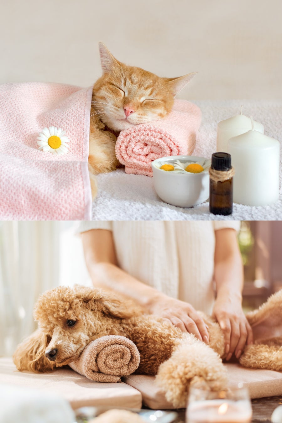 ＜無料美容ペットイベント応募受付開始＞愛犬・愛猫の健康管理アプリ「ペトナビ」が、お世話を頑張る飼い主がペットと楽しむ【うちの子と。】を7月開催！女優の谷花音さんと愛猫３匹もご来場。のサブ画像7_※写真はイメージです