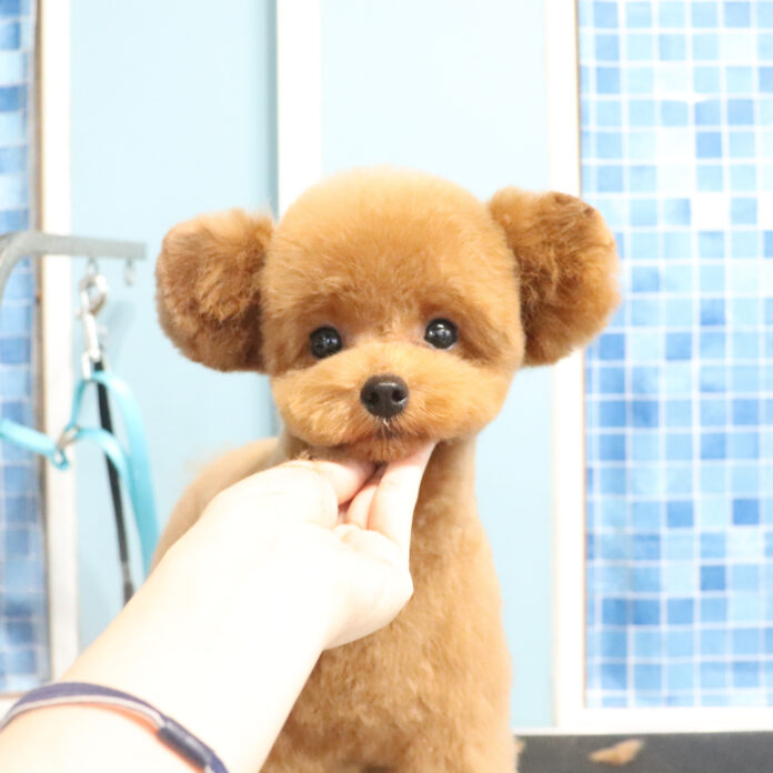 可愛いカットと本格的な写真撮影で人気な富士宮市のトリミングサロン「Dog salon Starsea」が数年ぶりに新規の予約受付を再開！のメイン画像
