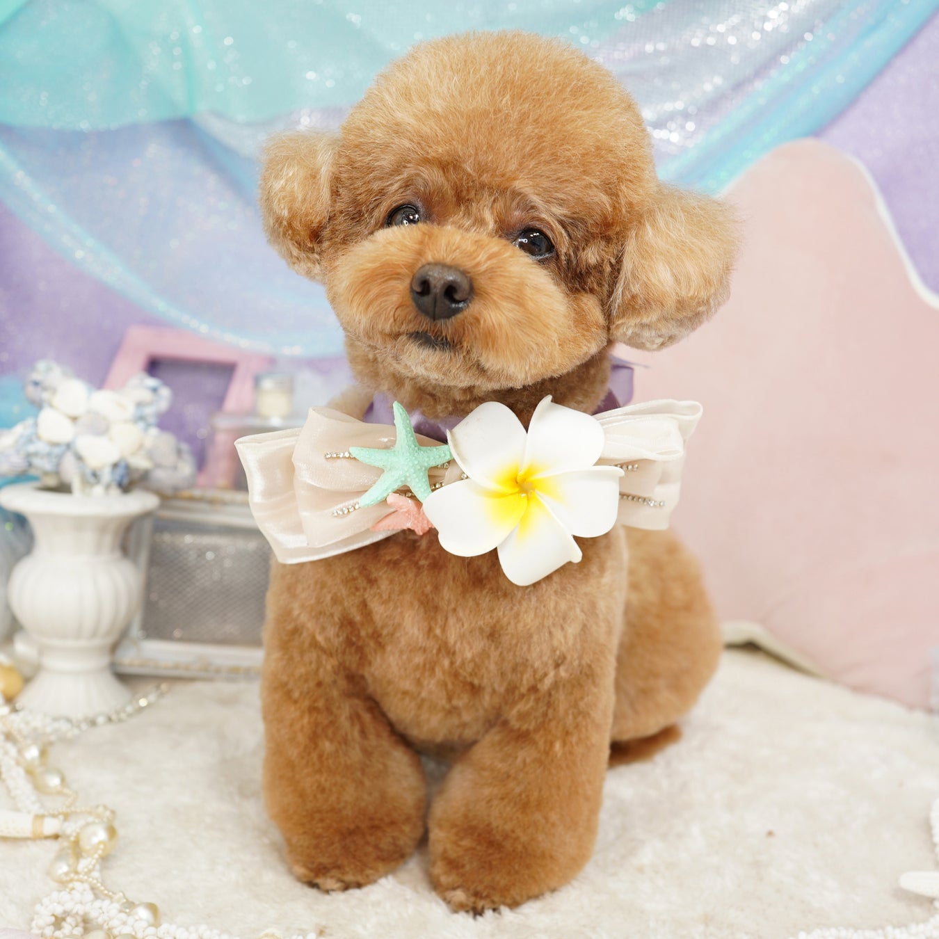 可愛いカットと本格的な写真撮影で人気な富士宮市のトリミングサロン「Dog salon Starsea」が数年ぶりに新規の予約受付を再開！のサブ画像1