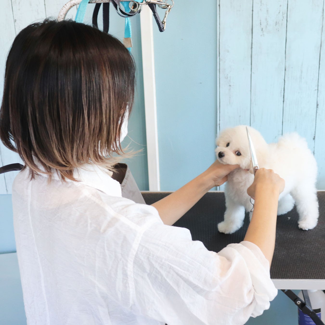 可愛いカットと本格的な写真撮影で人気な富士宮市のトリミングサロン「Dog salon Starsea」が数年ぶりに新規の予約受付を再開！のサブ画像11