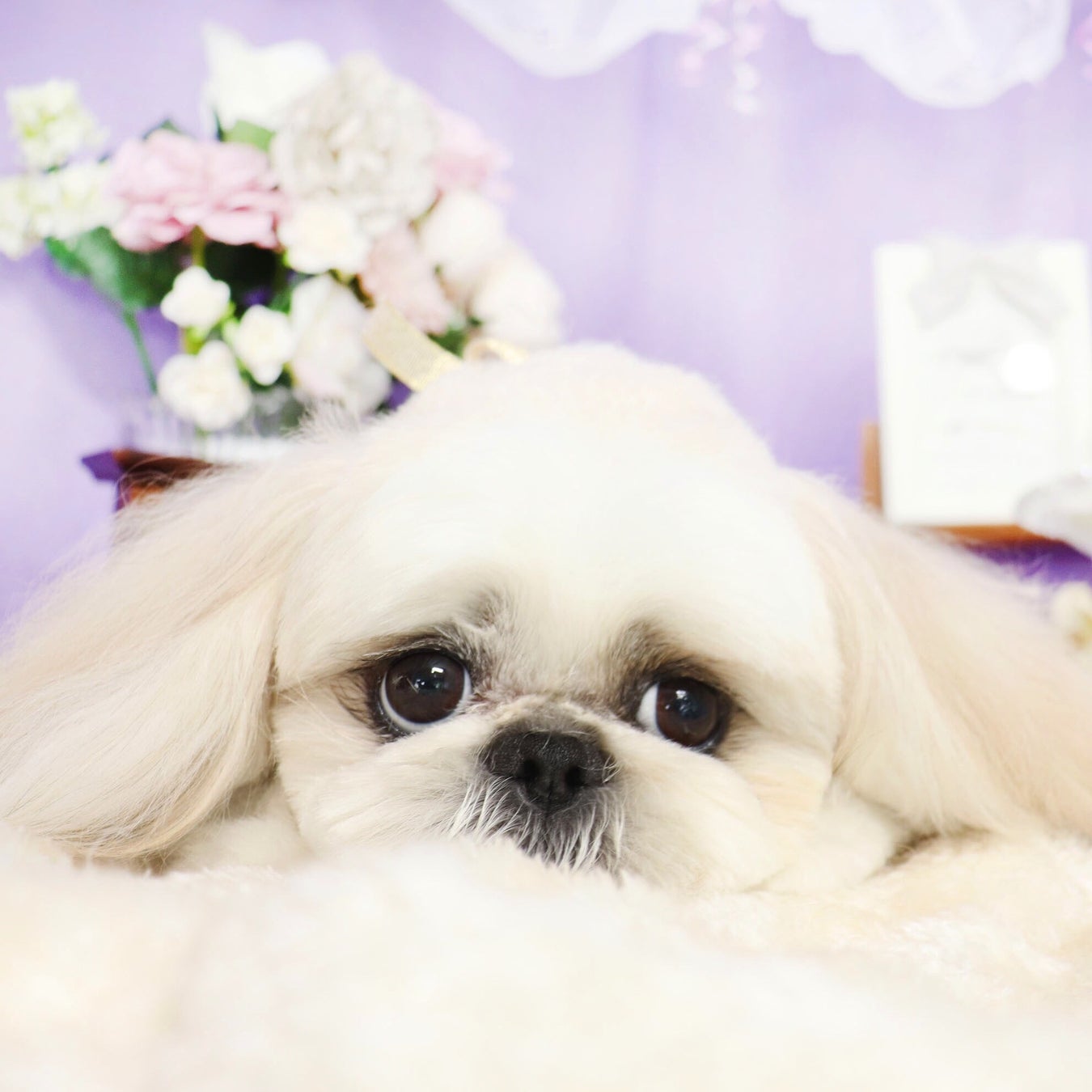 可愛いカットと本格的な写真撮影で人気な富士宮市のトリミングサロン「Dog salon Starsea」が数年ぶりに新規の予約受付を再開！のサブ画像2