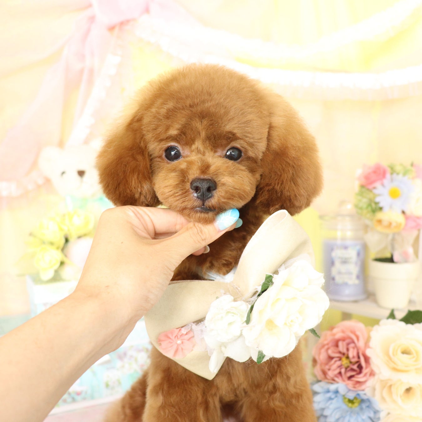 可愛いカットと本格的な写真撮影で人気な富士宮市のトリミングサロン「Dog salon Starsea」が数年ぶりに新規の予約受付を再開！のサブ画像3