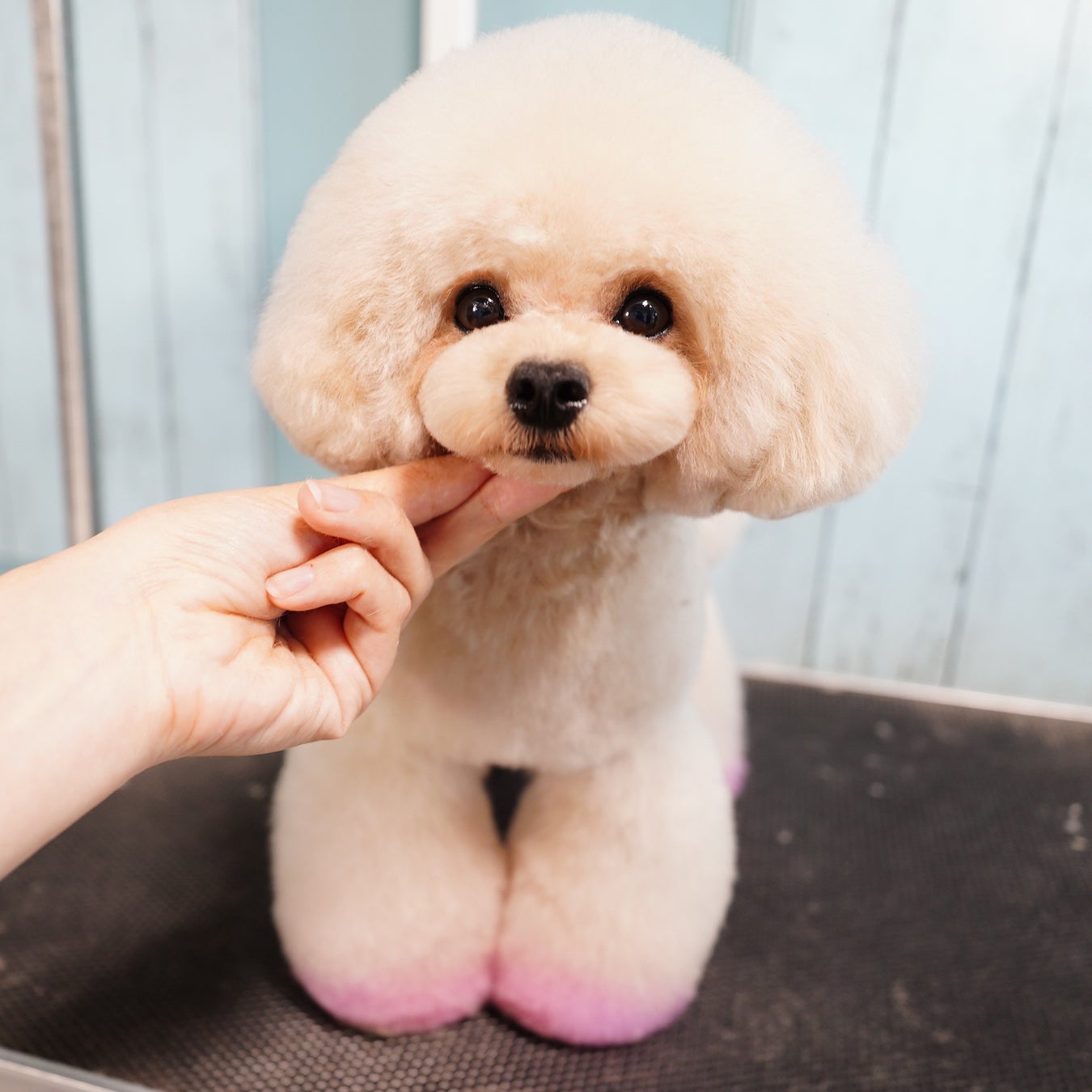 可愛いカットと本格的な写真撮影で人気な富士宮市のトリミングサロン「Dog salon Starsea」が数年ぶりに新規の予約受付を再開！のサブ画像4