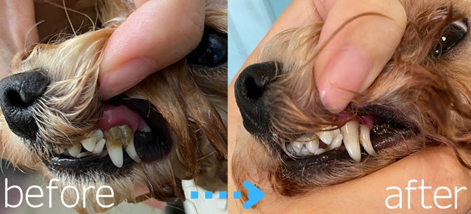 可愛いカットと本格的な写真撮影で人気な富士宮市のトリミングサロン「Dog salon Starsea」が数年ぶりに新規の予約受付を再開！のサブ画像6
