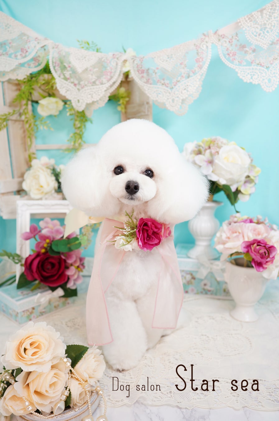 可愛いカットと本格的な写真撮影で人気な富士宮市のトリミングサロン「Dog salon Starsea」が数年ぶりに新規の予約受付を再開！のサブ画像7