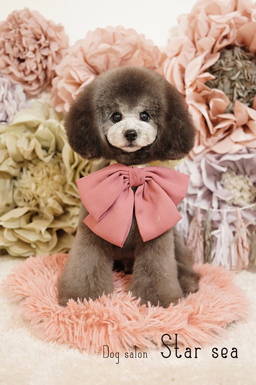 可愛いカットと本格的な写真撮影で人気な富士宮市のトリミングサロン「Dog salon Starsea」が数年ぶりに新規の予約受付を再開！のサブ画像8