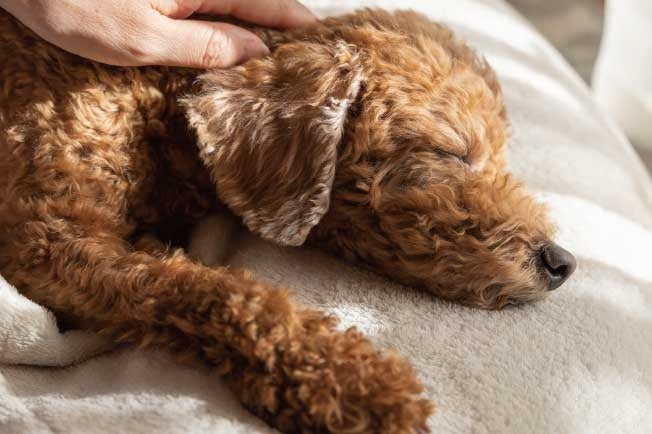 犬の体に必要な20種類のアミノ酸を含んだシルクアミノ酸サプリメント「アミノワン」を応援購入サービス「Makuake」にて先行販売のサブ画像3