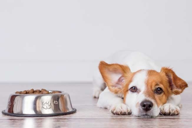 犬の体に必要な20種類のアミノ酸を含んだシルクアミノ酸サプリメント「アミノワン」を応援購入サービス「Makuake」にて先行販売のサブ画像4