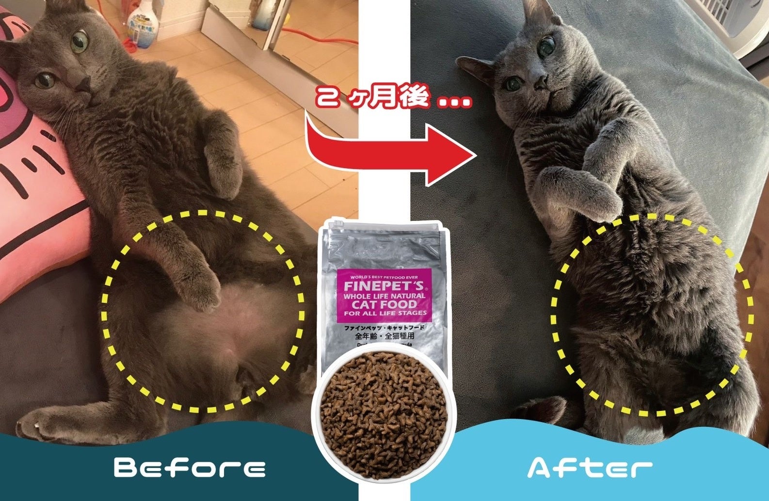 【＃拡散希望】ねこ好きさん助けてください。訳ありです。『ファインペッツ・キャットフード』2500個・総額1000万円分無料プレゼント開始のサブ画像7_ななちゃん
