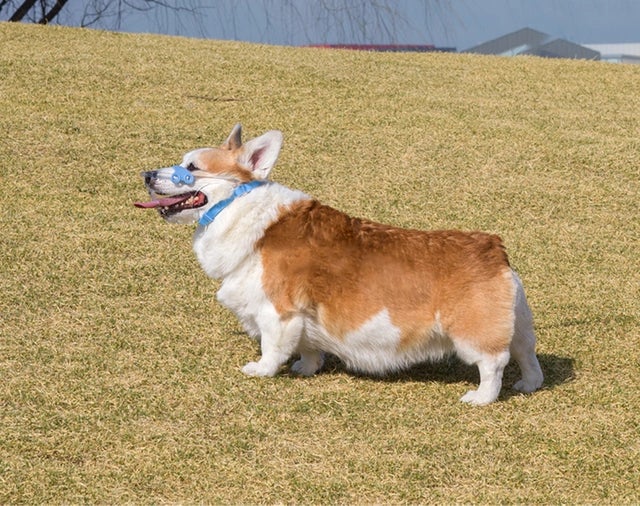 【楽天デイリーランキング１位受賞】中型犬用になって戻ってきました！口を開けて楽に息ができるわんちゃん用口輪マウスフィットのサブ画像7
