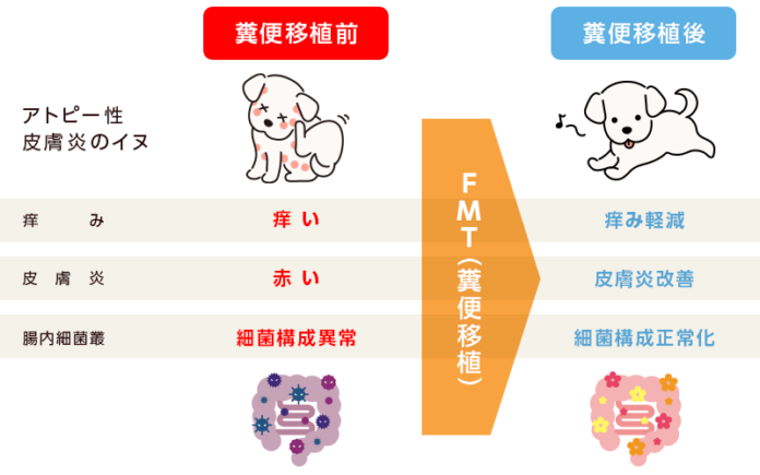 イヌのアトピー性皮膚炎における腸内細菌叢の変化と糞便移植の有効性を明らかにのメイン画像
