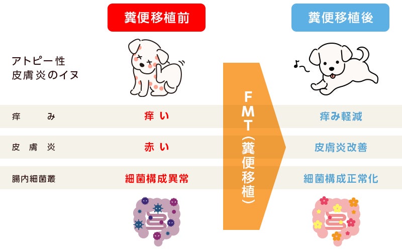 イヌのアトピー性皮膚炎における腸内細菌叢の変化と糞便移植の有効性を明らかにのサブ画像2_▲アトピー性皮膚炎のイヌに対するFMTの効果
