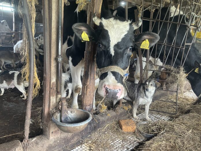 北海道、犬100頭と乳牛の多頭飼育崩壊！どうぶつ基金が救済活動へのメイン画像