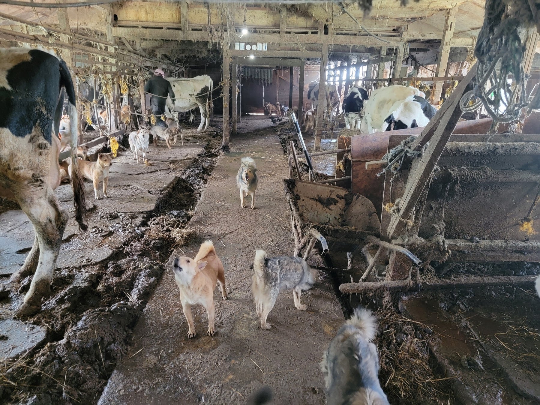 北海道、犬100頭と乳牛の多頭飼育崩壊！どうぶつ基金が救済活動へのサブ画像1