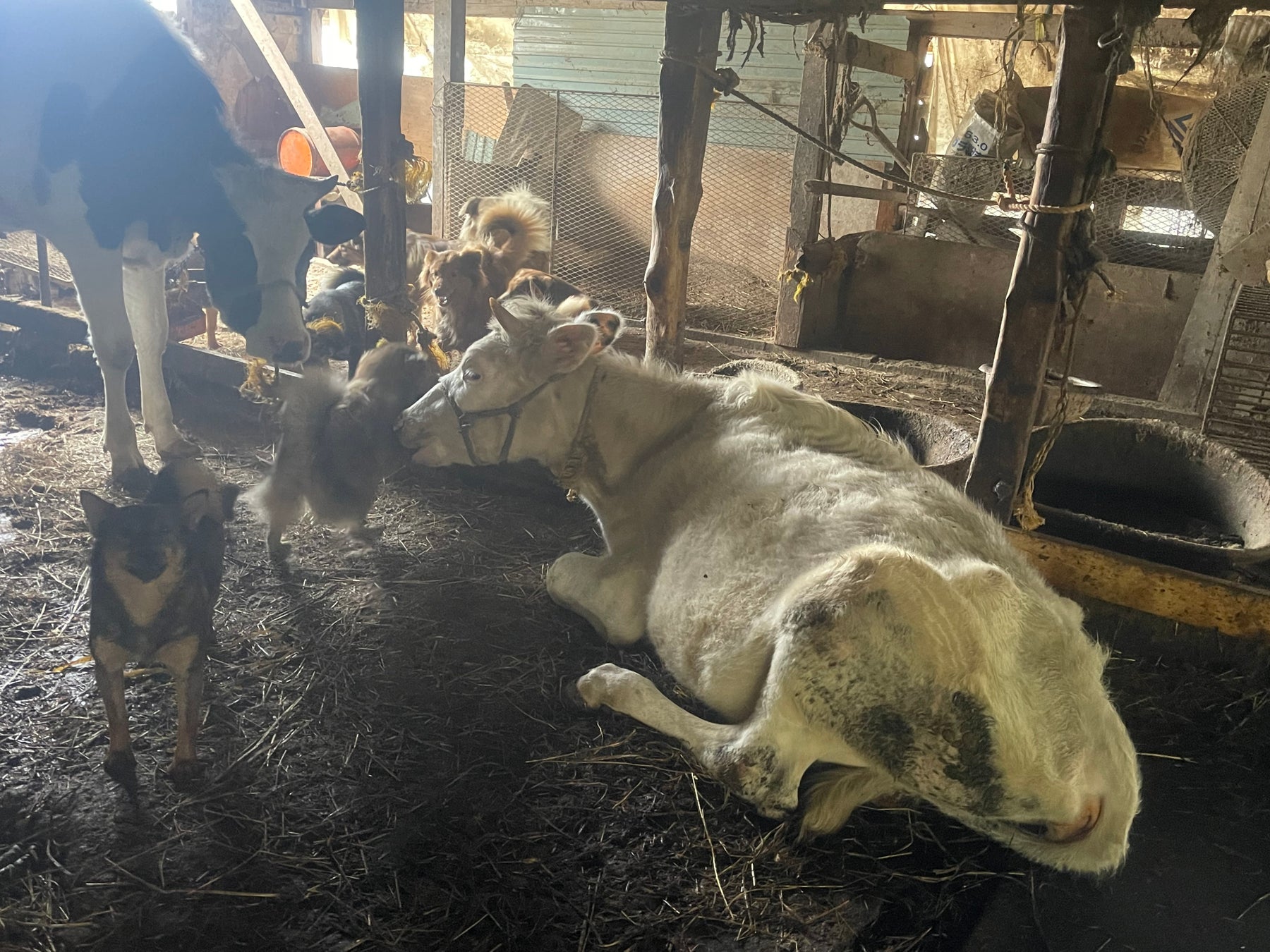 北海道、犬100頭と乳牛の多頭飼育崩壊！どうぶつ基金が救済活動へのサブ画像2