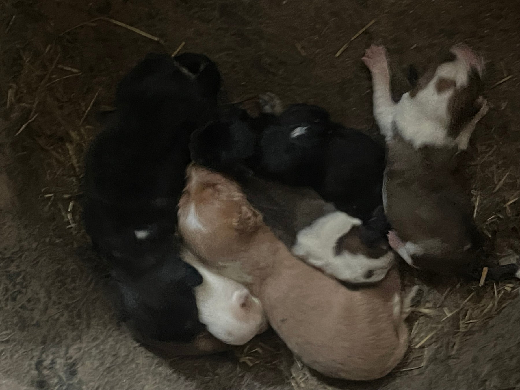 北海道、犬100頭と乳牛の多頭飼育崩壊！どうぶつ基金が救済活動へのサブ画像4