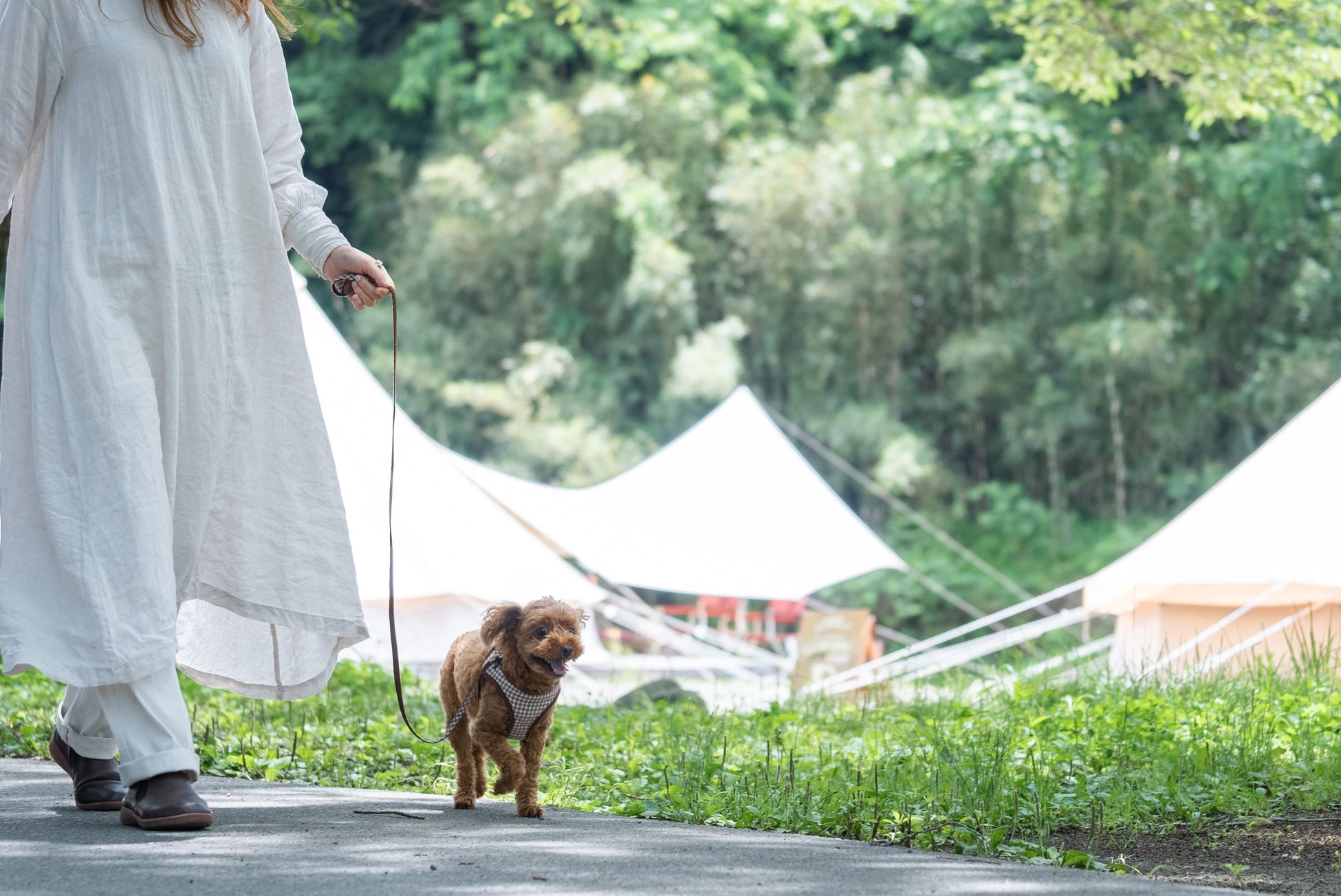 ときたまひみつきちCOMORIVER、わんちゃんが主役のグランピングステイ。川沿いで愛犬と一緒に泊まれる「ドッググランピングテント」の提供を開始のサブ画像1