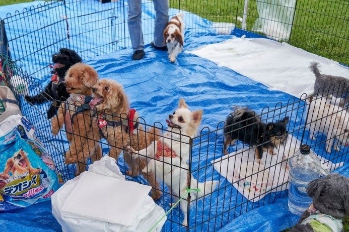 【ペットゴー協賛】動物保護団体の卒業犬と迎え主の里帰りイベント「HOMECOMING PARK」を6/10（土）に開催しましたのサブ画像6_新たな出会いを待つ保護犬たちも参加しました