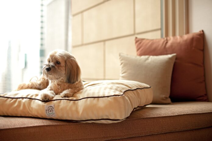 愛犬とご一緒に、ホテルステイを楽しめるドッグフレンドリールームを新設！のメイン画像