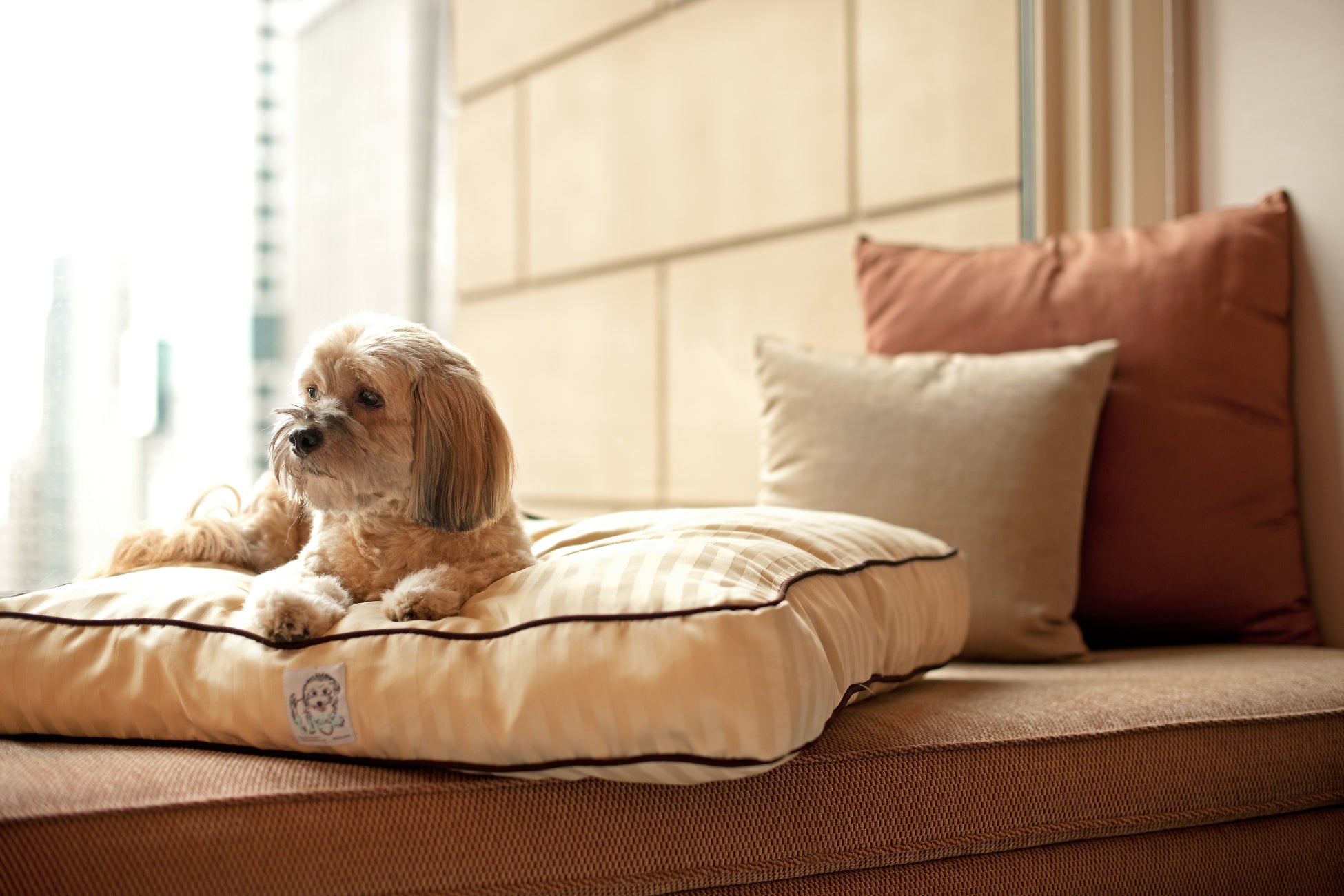 愛犬とご一緒に、ホテルステイを楽しめるドッグフレンドリールームを新設！のサブ画像1