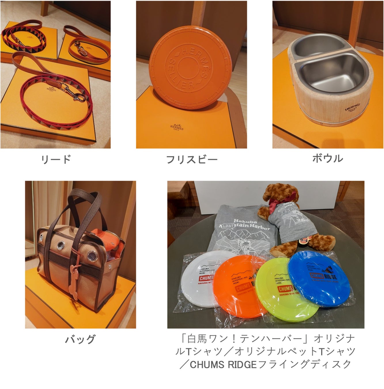 ペットと一緒に大自然を楽しめる「⽩⾺岩岳マウンテンリゾート」　フォトコンテスト「#映えわんっグランプリ」を7月1日（土）より開催のサブ画像3