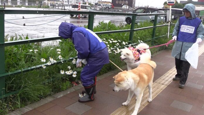 あきたの海ごみゼロを目指す新習慣　犬の散歩でごみ拾いキャンペーンIN大館　第3回秋田犬と一緒に清掃活動を実施しました！のメイン画像