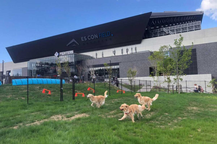 北海道ボールパークFビレッジにドッグラン「ユニ・チャームDOG PARK」がオープン！のメイン画像