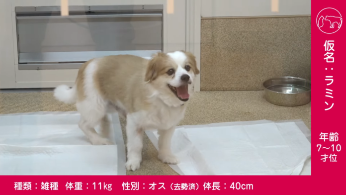 令和5年度第1回県動物愛護センターによる保護犬猫のオンライン譲渡会を開催しますのメイン画像