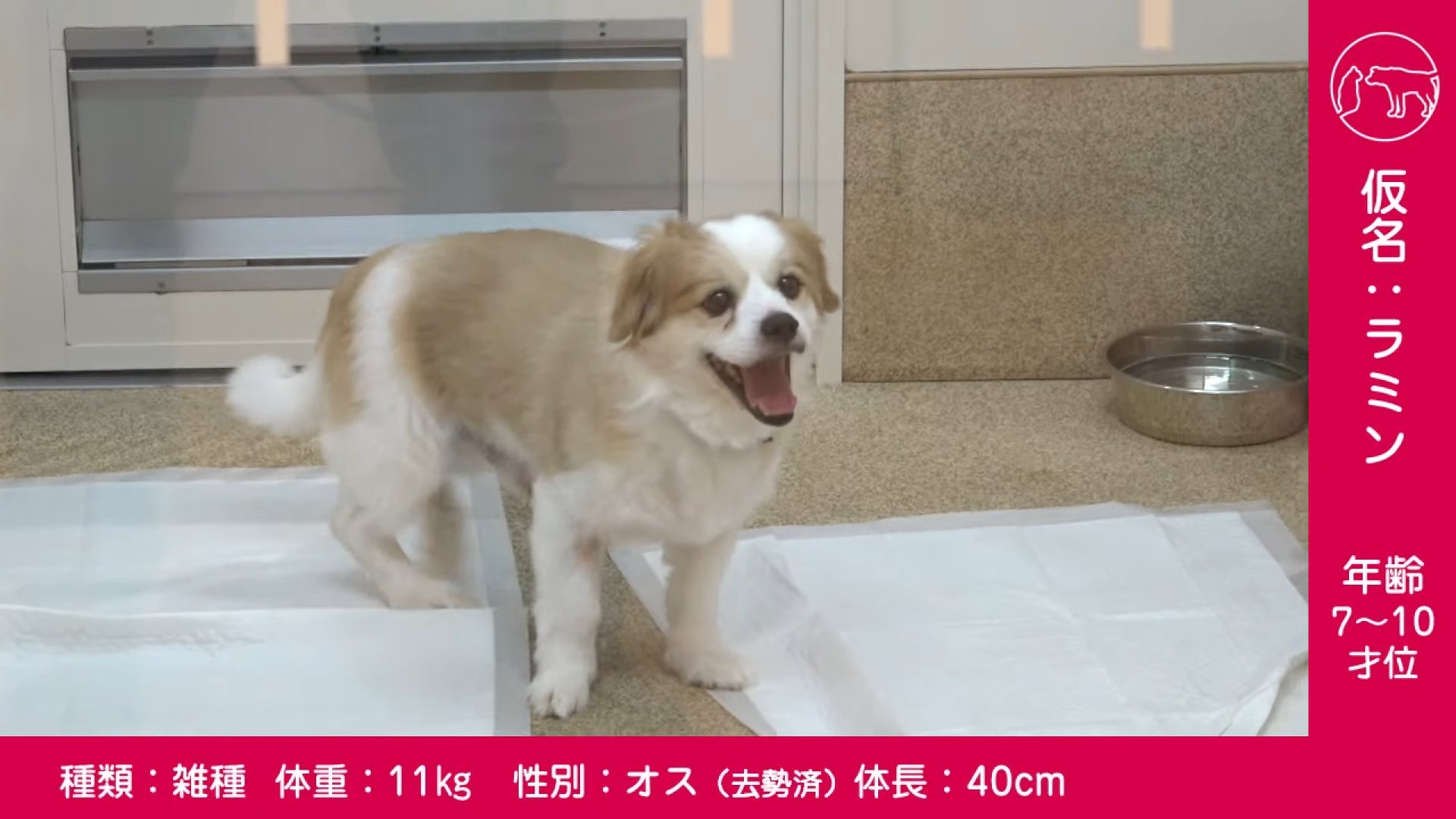 令和5年度第1回県動物愛護センターによる保護犬猫のオンライン譲渡会を開催しますのサブ画像1