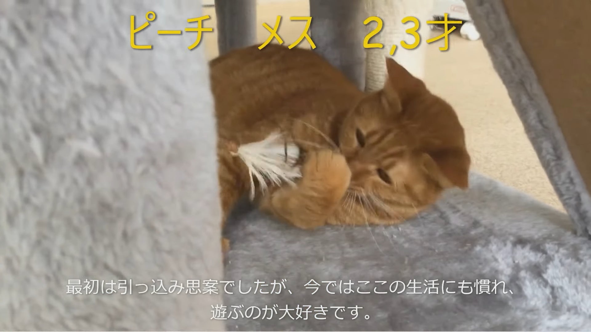 令和5年度第1回県動物愛護センターによる保護犬猫のオンライン譲渡会を開催しますのサブ画像2