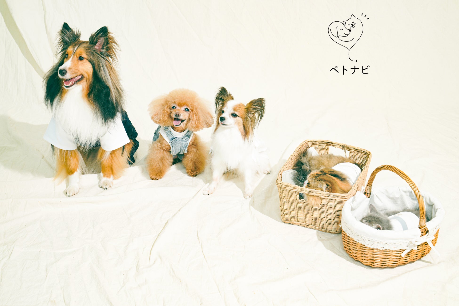 犬猫健康アプリの「ペトナビ」が、愛犬愛猫と共に楽しむ、美容イベント【うちの子と。】を開催！女優 谷 花音さんと、愛猫3匹がお揃い衣装で写真撮影に臨み、「素敵な思い出になりました」と笑顔を見せた。のサブ画像8