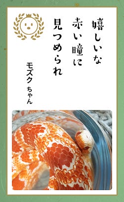 第八回「どうぶつ川柳」募集開始！のサブ画像4