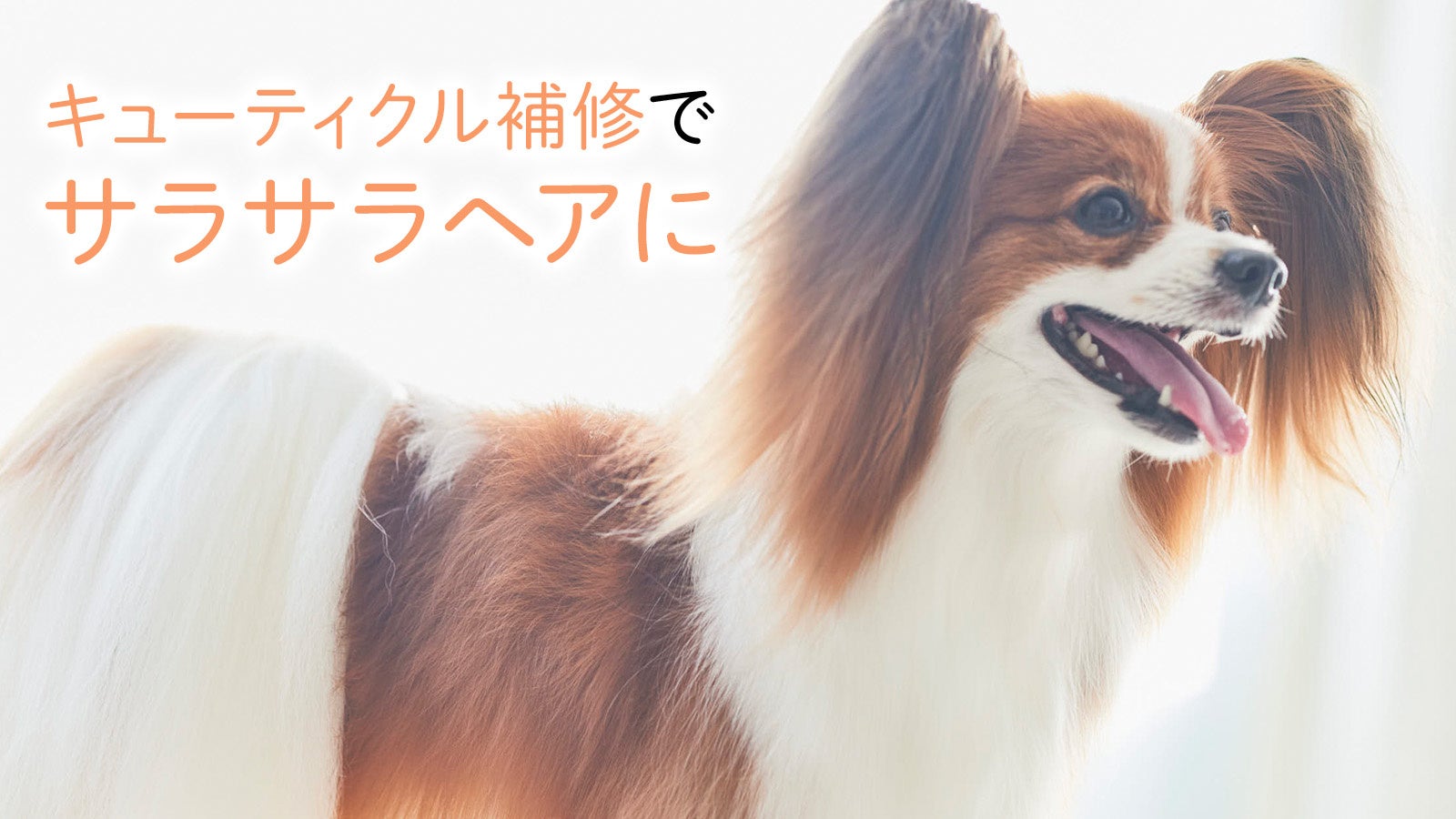 【The Mate Tokyo】ロングコート犬にもオススメ！“サラつや”トリートメント「シルクヘアパック」が7/27新発売！のサブ画像4