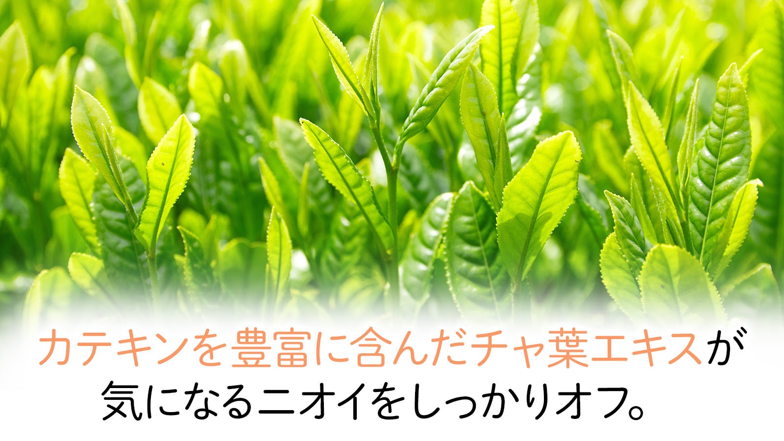 【The Mate Tokyo】ロングコート犬にもオススメ！“サラつや”トリートメント「シルクヘアパック」が7/27新発売！のサブ画像5