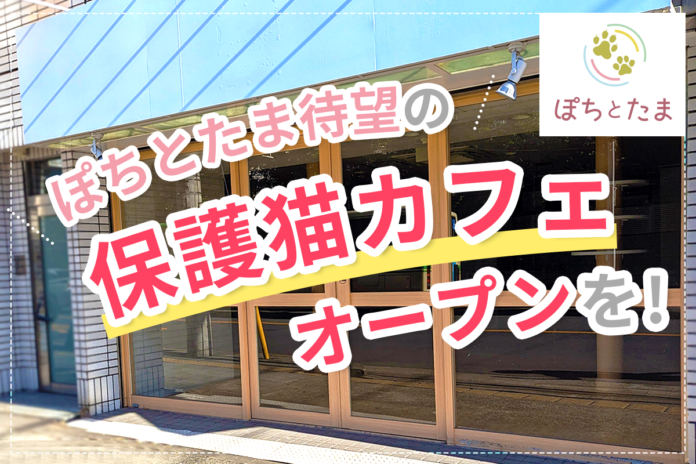 【日本初*】保護犬・保護猫の里親マッチングサービスのぽちとたまが、保護猫カフェのオープンに向けてクラウドファンディング挑戦中！バリアフリーで車椅子利用者も快適な空間創りへ！のメイン画像